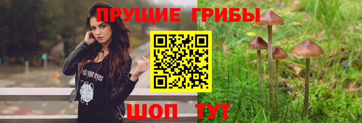 Галлюциногенные грибы GOLDEN TEACHER  Вход с VPN  Санкт-Петербург 